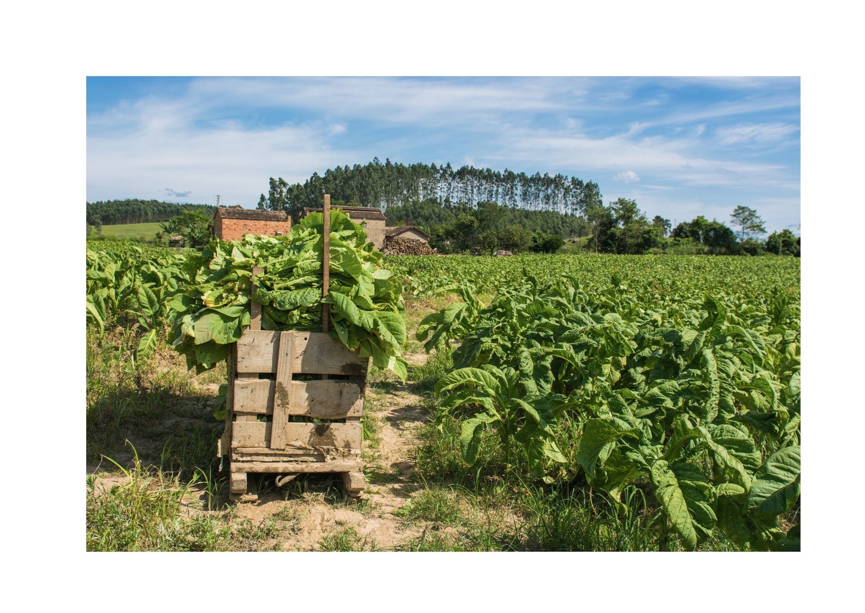 1,3 millions d'enfants exploités pour la culture du tabac dans le monde