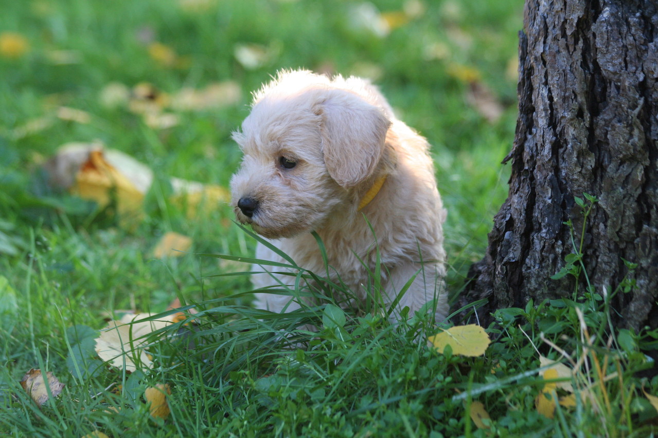 Zuchtgedanke Schnoodle Hybridhunde aus Zwergschnauzer und Zwergpudel