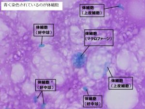 【体細胞ってなんだろう？】