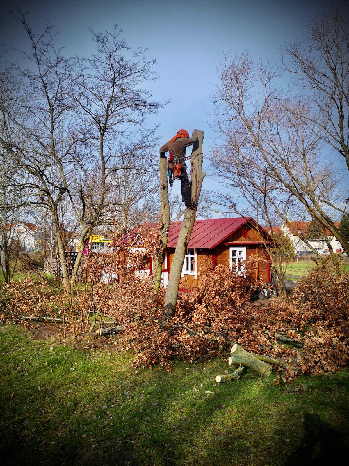 Baumfällung - baumundgarten-sambales Webseite!
