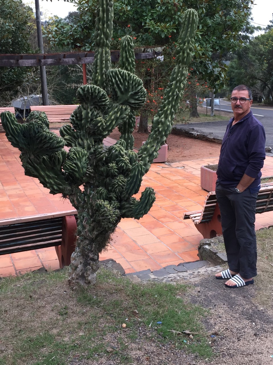 Kaktus auf dem Balnearia Municipal in Tacuarembo