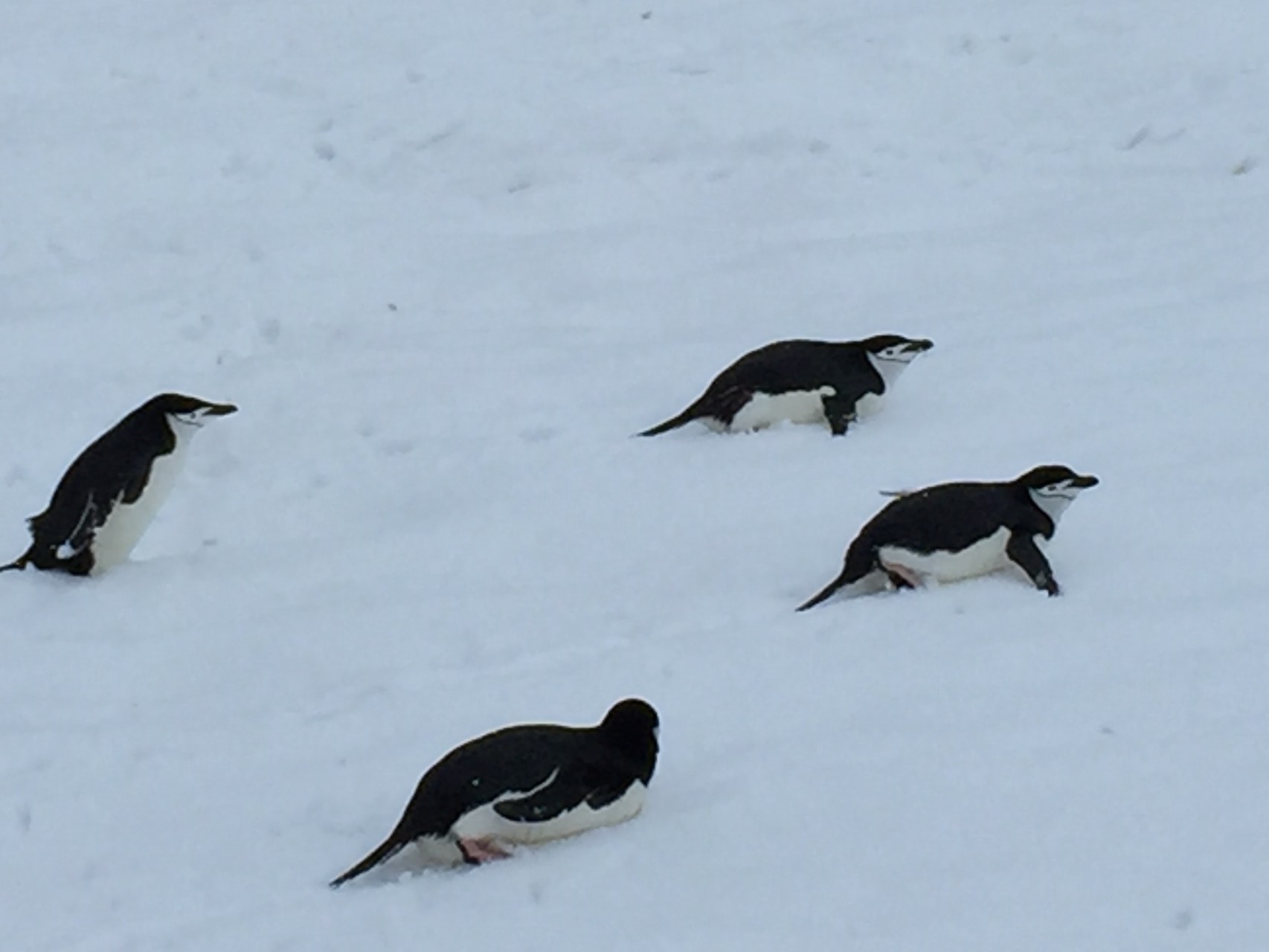 Pinguine beim "Schlitteln"