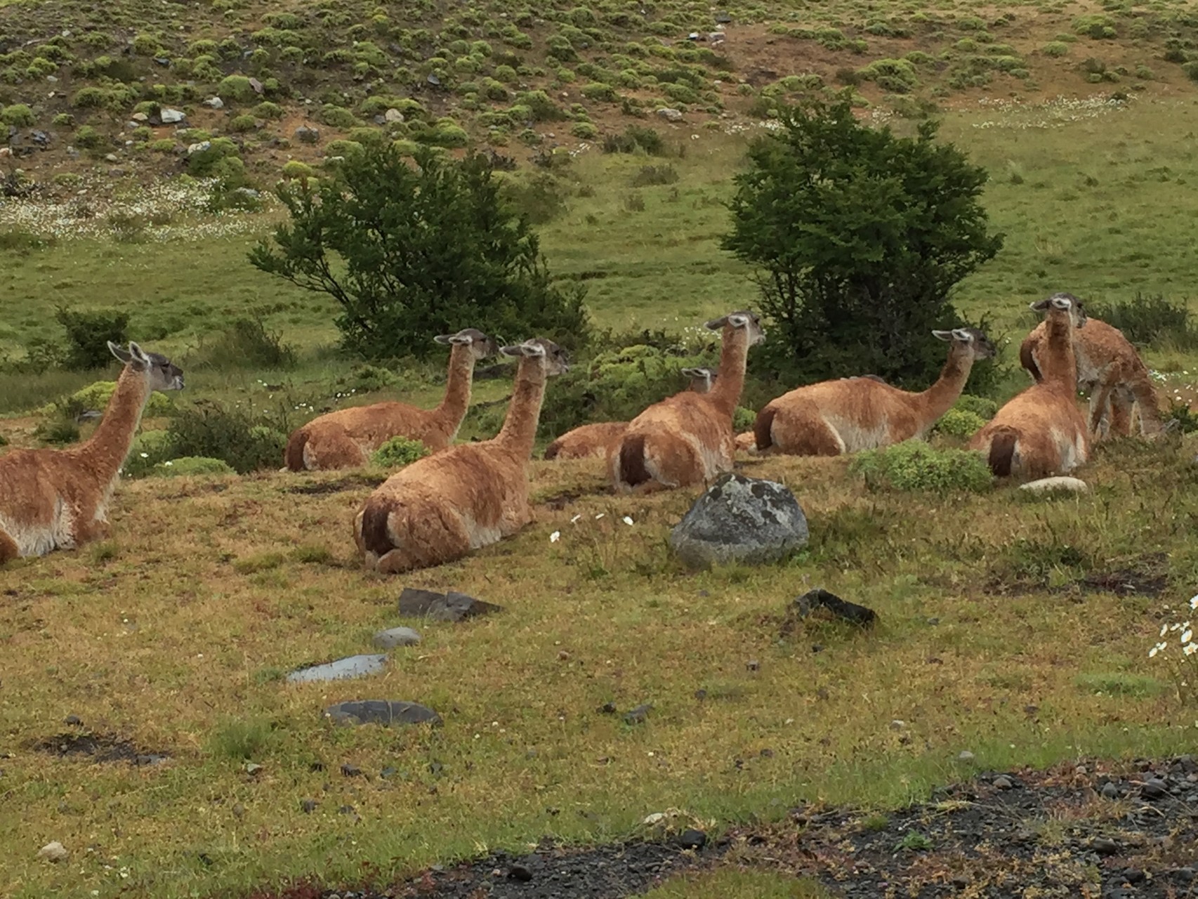 Viele Ghanakos im Torre del Paine