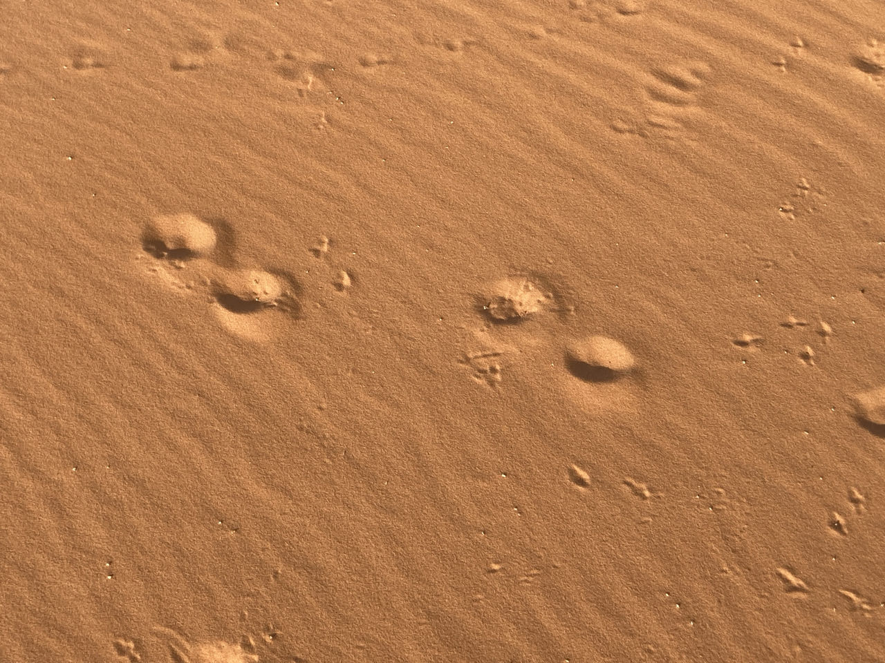 überall Tierspuren