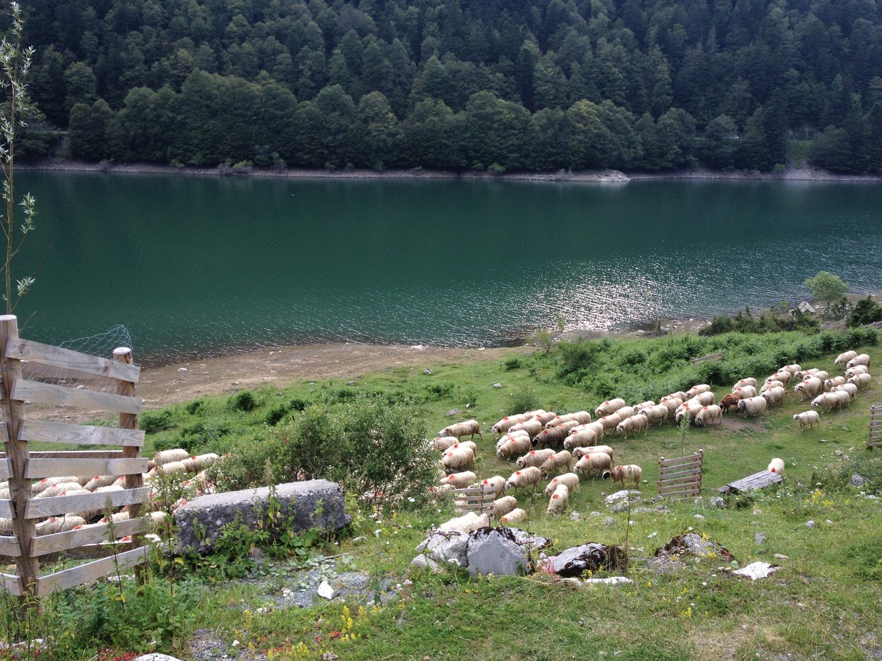 Schafherde am Lac de Fabrèges