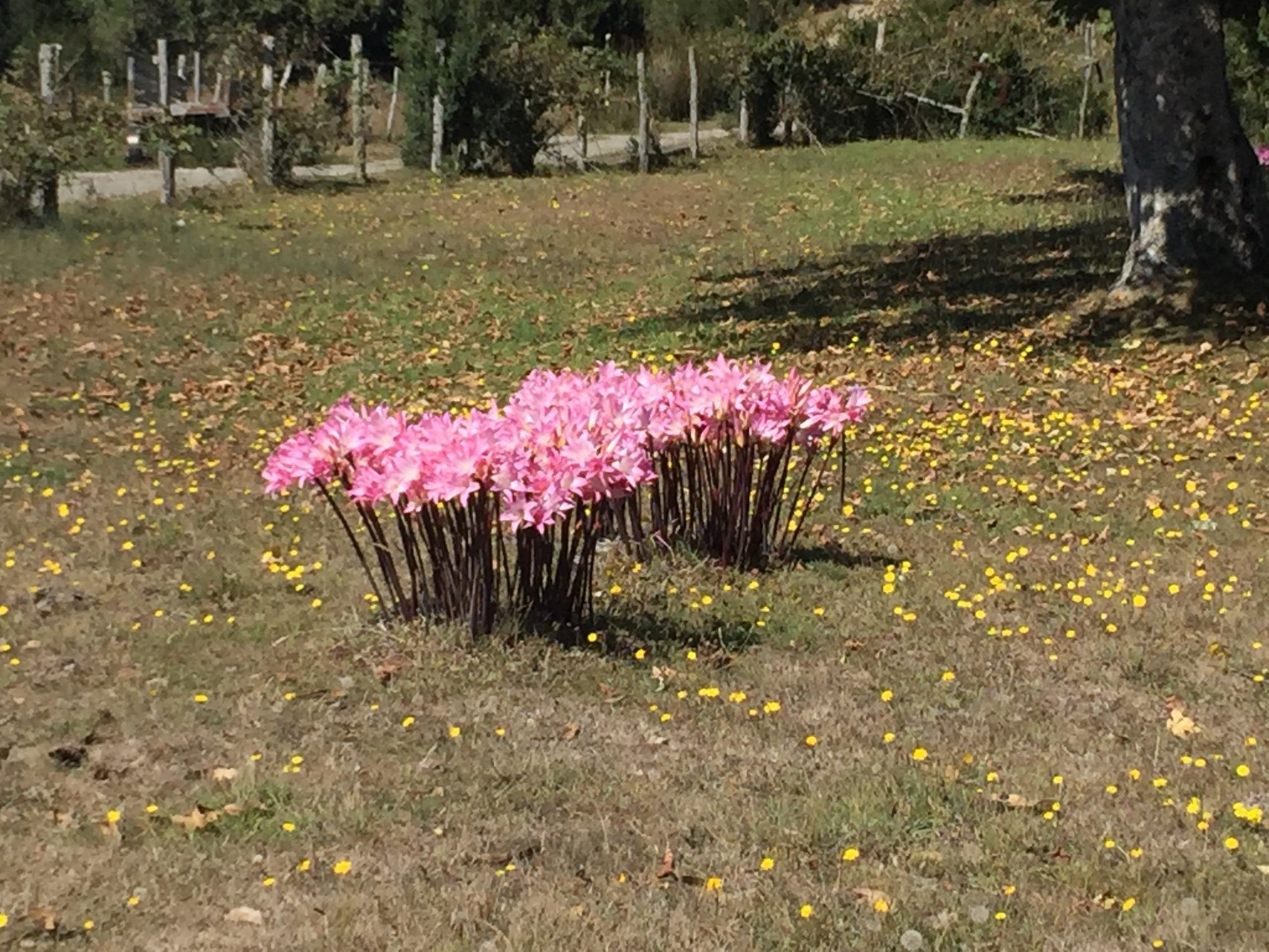 Blumen in ganz Chiloé gesehen