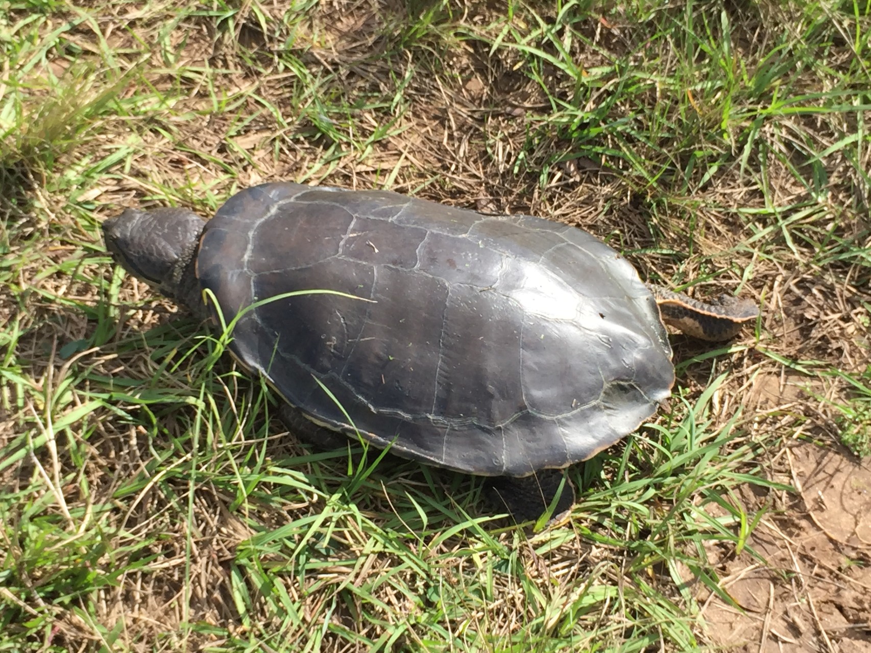 gerettete Wasserschildkröte