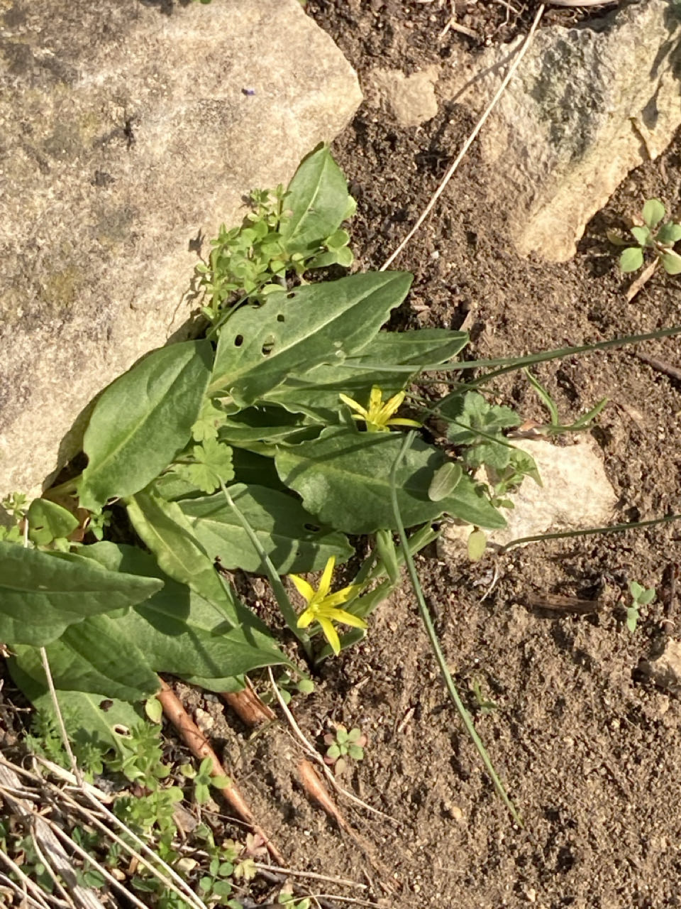 der Frühling begrüsst uns in Europa