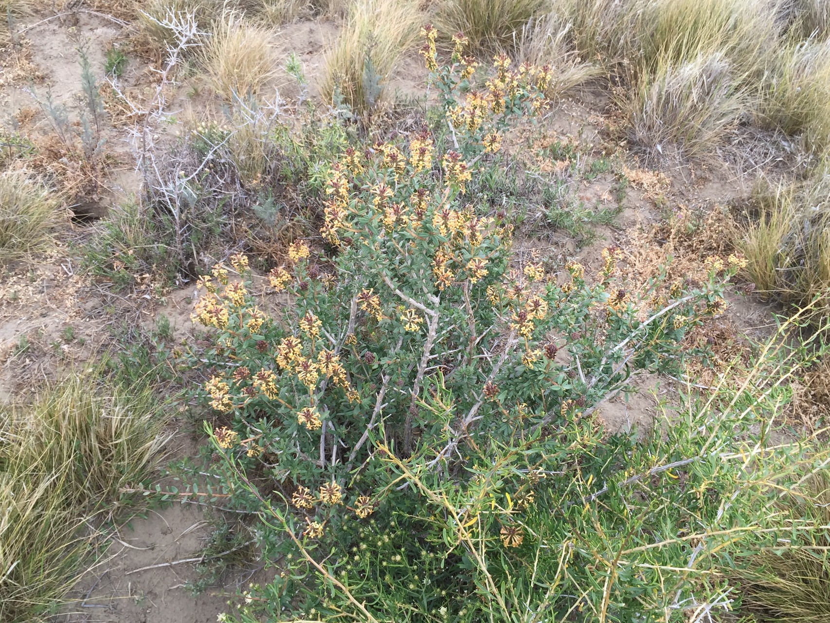 Steppe und dann die Blumen, die uns faszinieren!