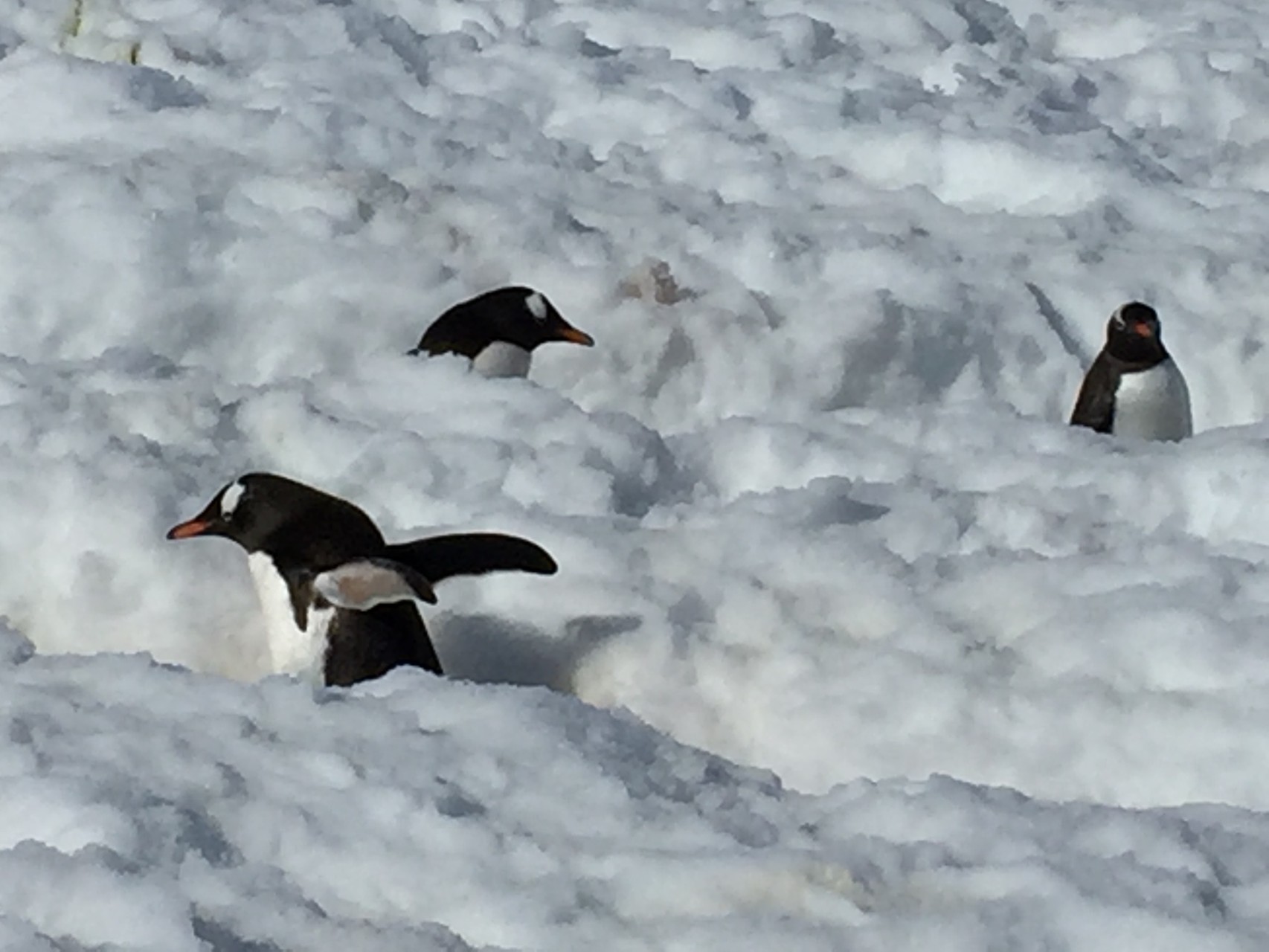 ...und auf den Pinguinstrassen