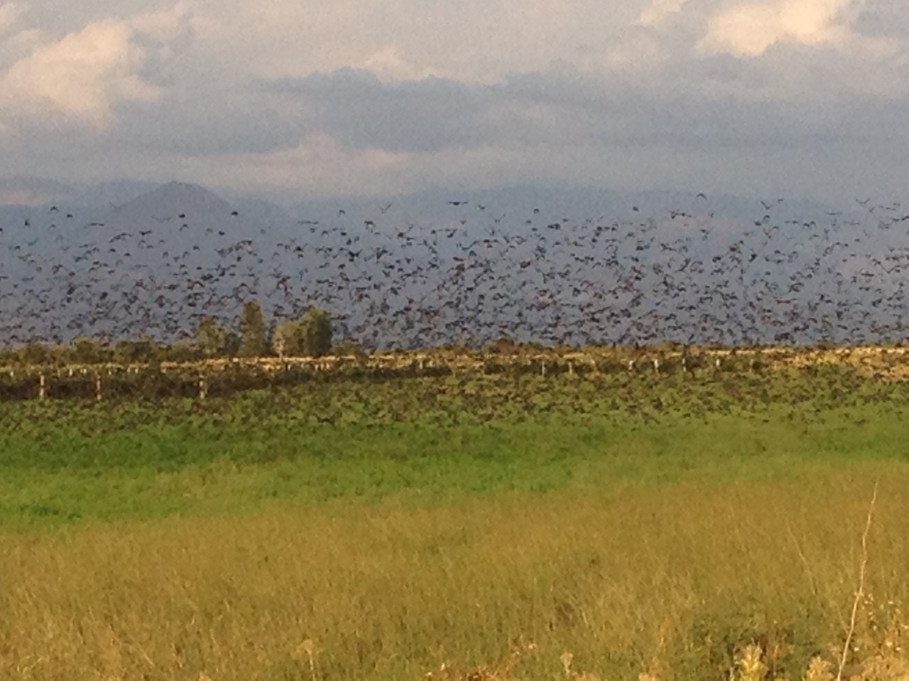 Vogelschwarm in den Reben