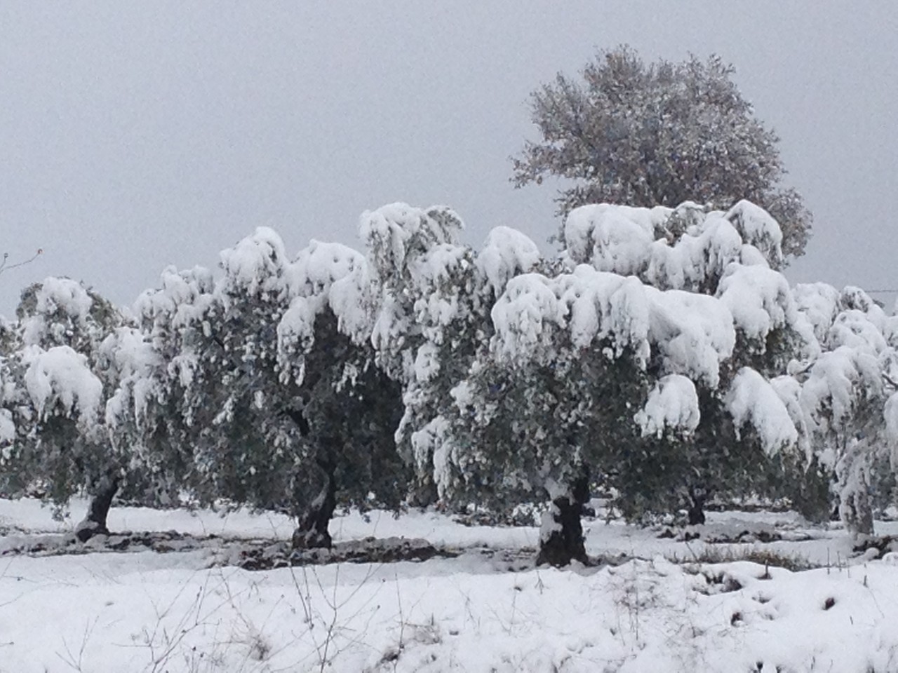 Olivenbäume im Schnee