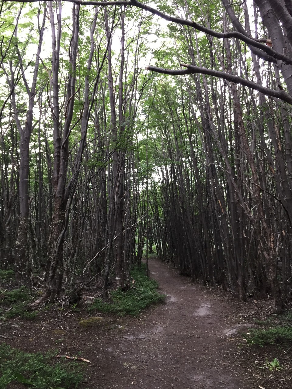 ....Südbuchenwälder....