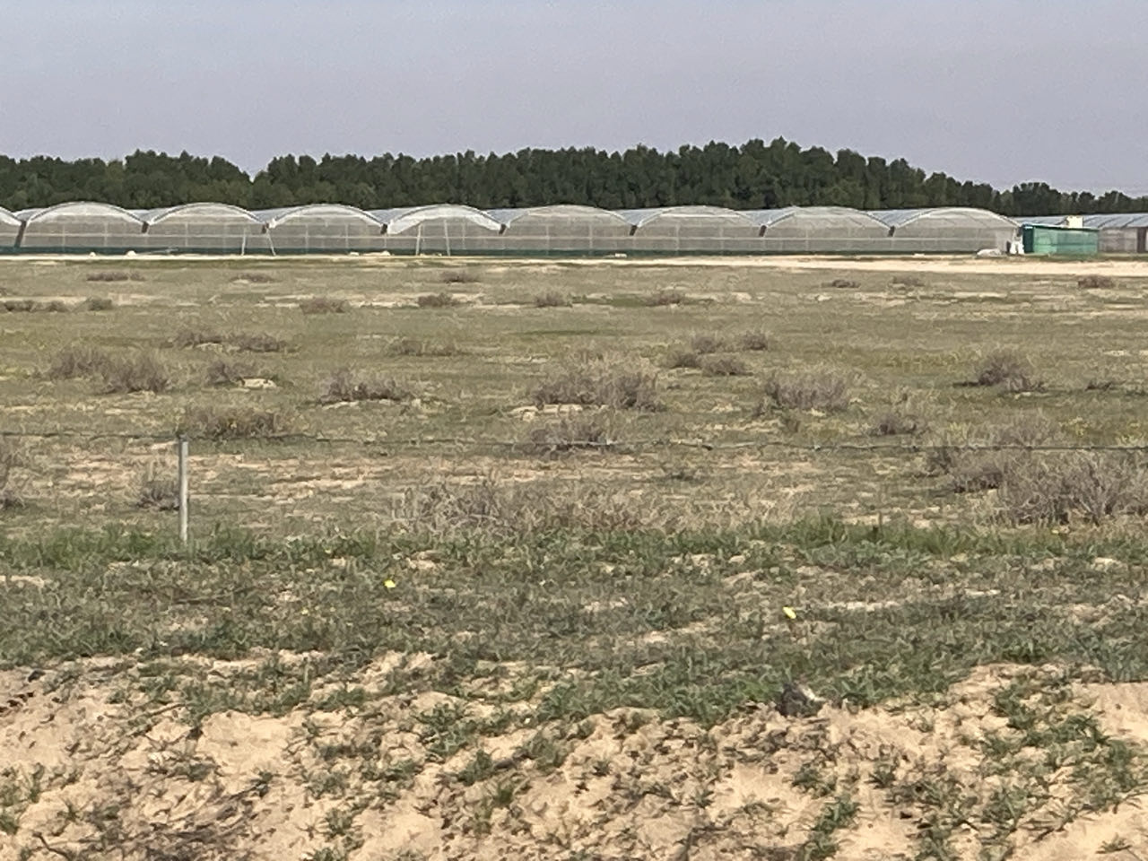 auch noch ein bisschen Landwirtschaft in Kuweit
