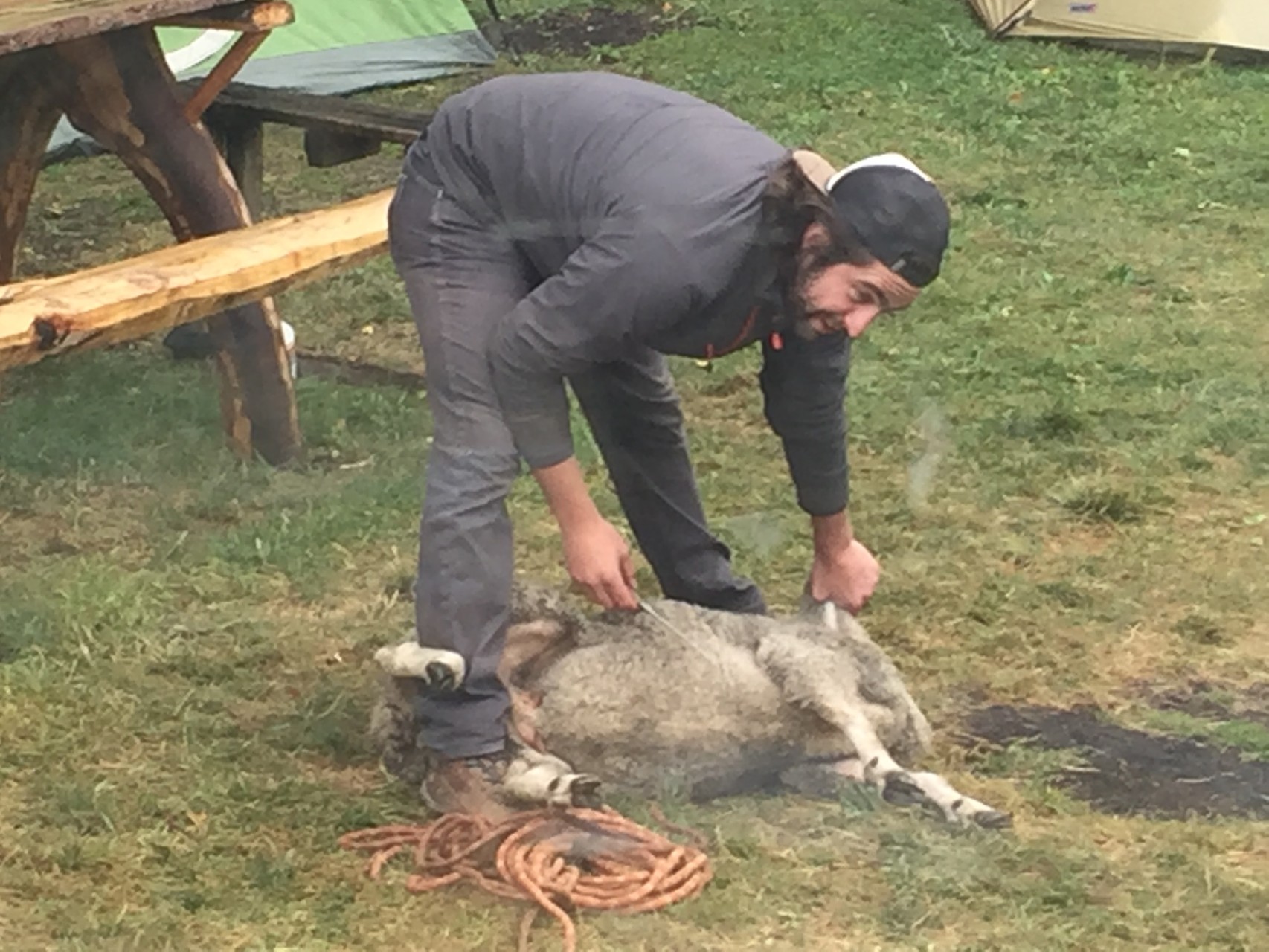 ... ein Schaf wird geschlachtet auf dem Camping