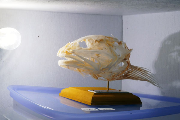 ボックス作品ご紹介～魚の骨格標本～