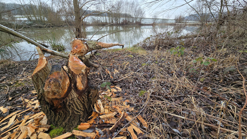 Der Biber hilft fleißig mit bei der Landschaftspflege