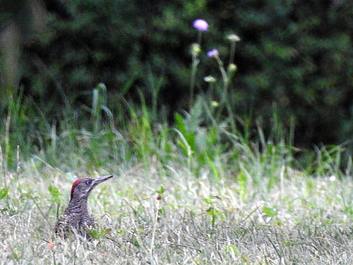 Grünspecht Foto C. Zimmermann