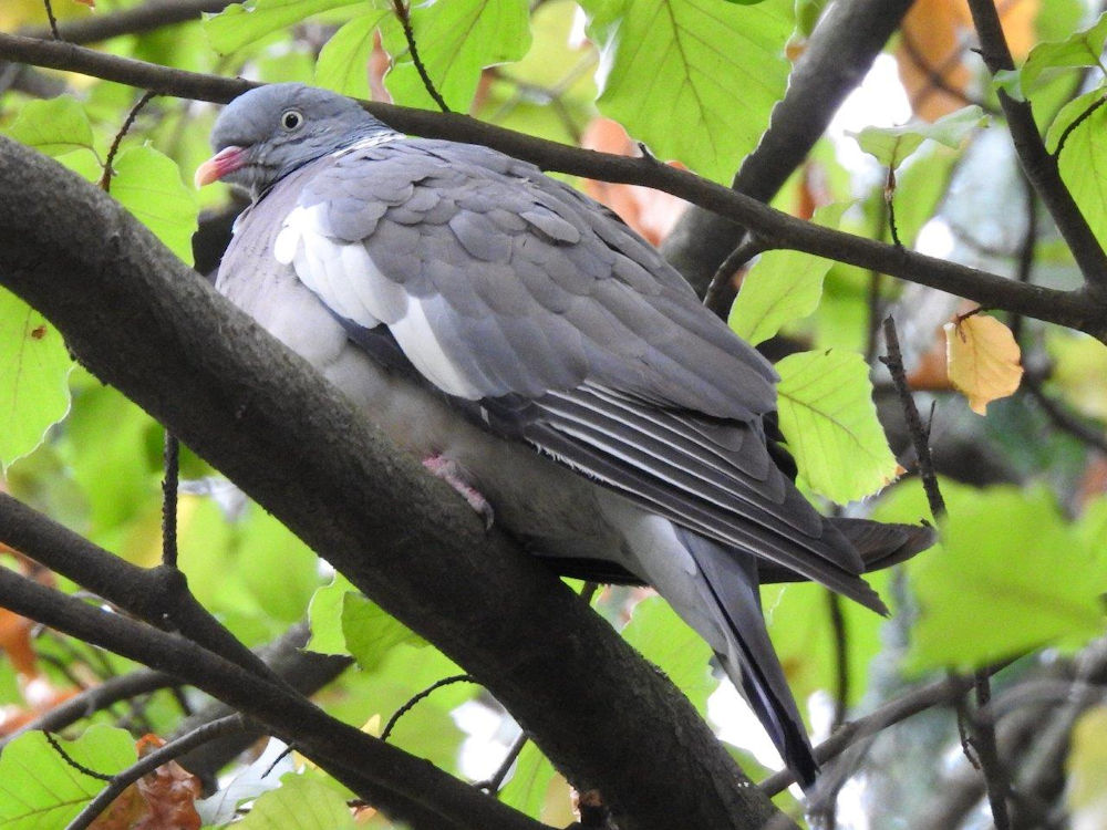 Ringeltaube, Foto: C. Zimmermann