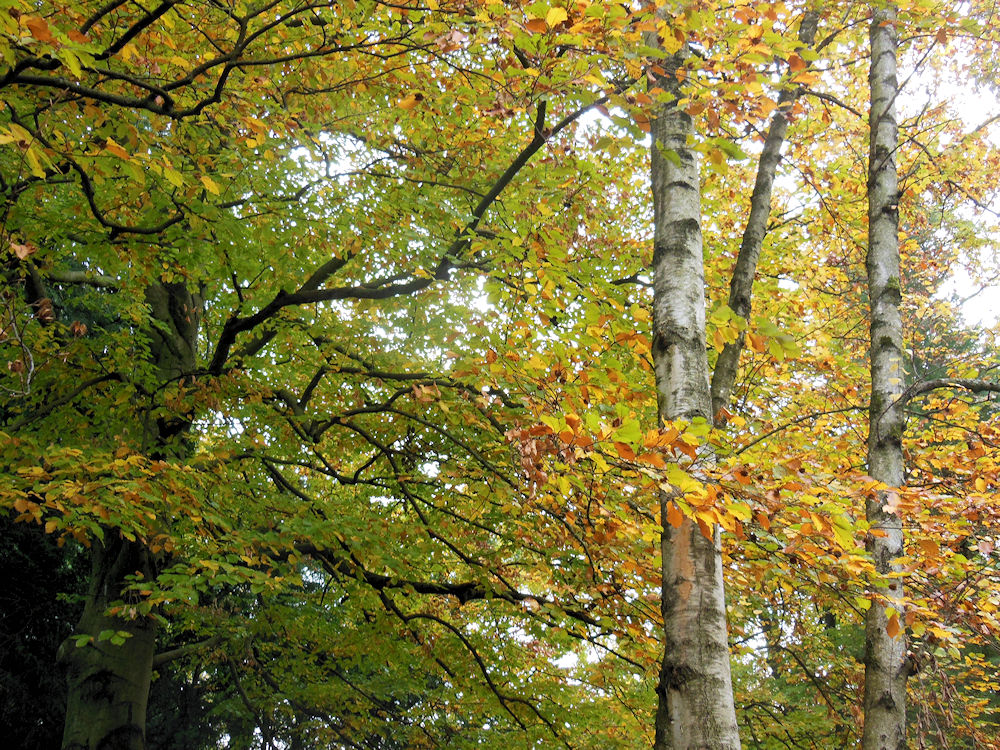 Baumoase Friedhof, Foto: F. Handel