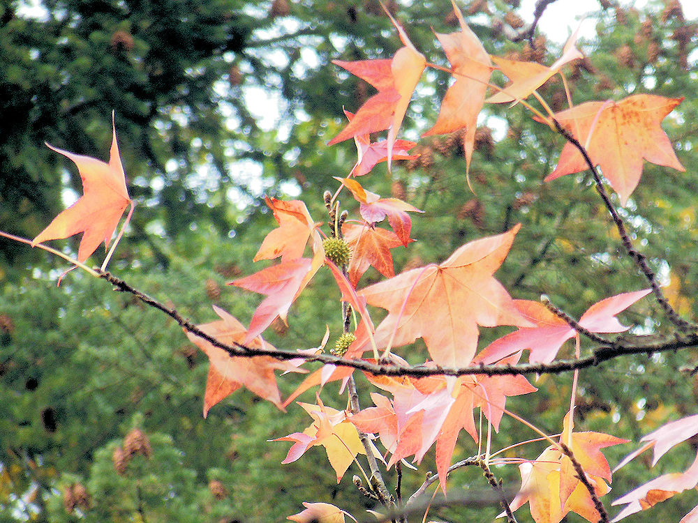 Amerikanischer Amberbaum, Foto: F. Handel