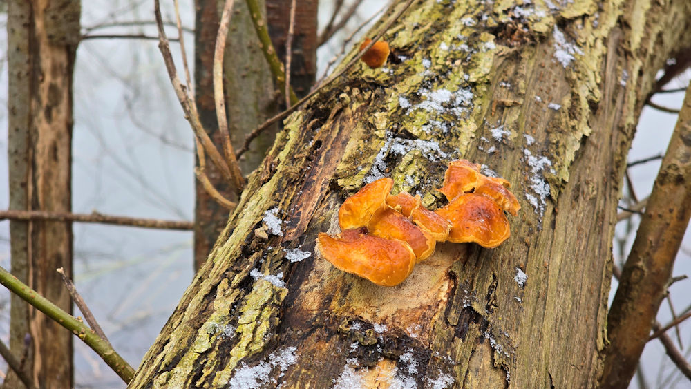 Spannende Pilze und Flechten