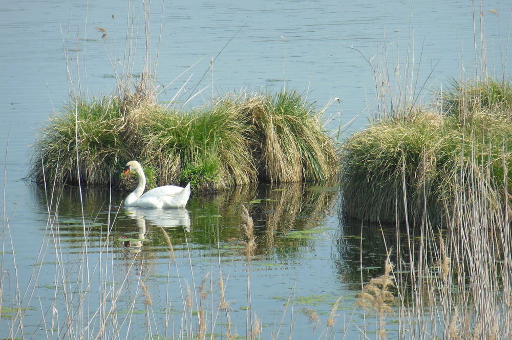 Waghäusel Höckerschwan F. Handel