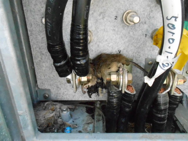 Rat ayant provoqué un court-circuit sur une installation électrique