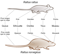 Comparaisons surmulot / rat noir