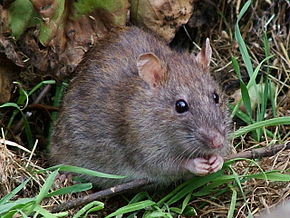 Surmulot ou rat brun (rattus norvegicus)