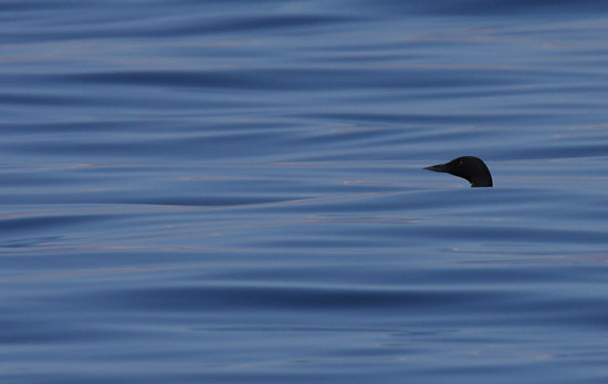 Plongeon imbrin (Bretagne - France)