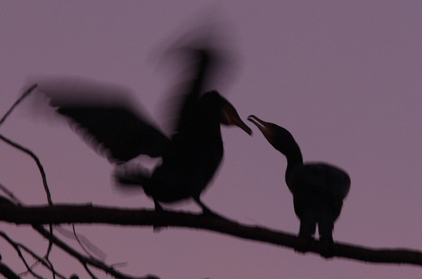 Grand cormoran (France)