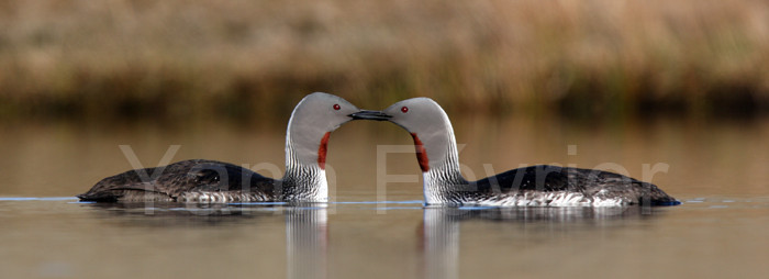 Plongeon catmarin (Islande)