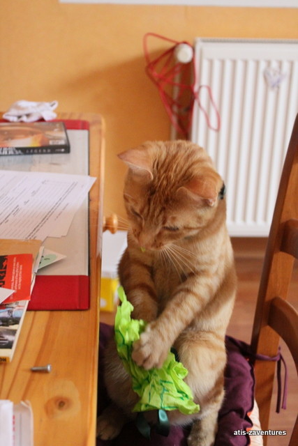 le chat au bureau 3