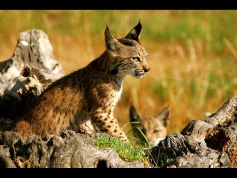 Lynx ibérique, espèce menacée et protégée.