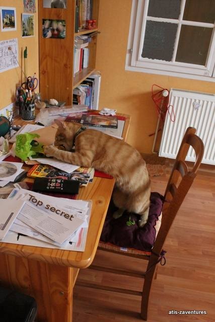 le chat au bureau! Les bêtises!