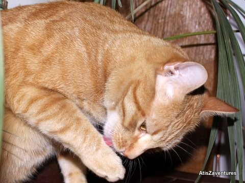 toilette de chat
