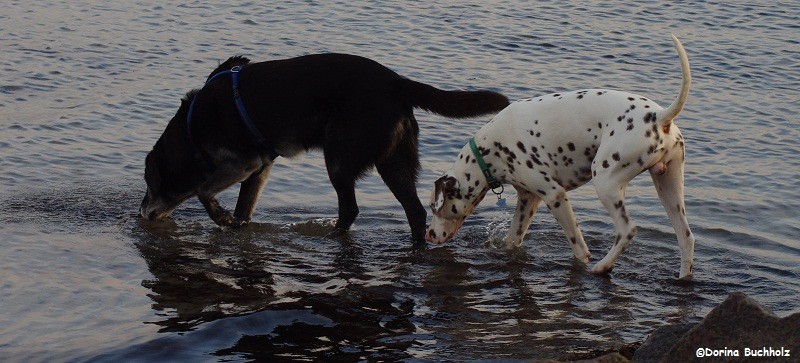 Lutze und Somora´s Juniper Dream bei der Wassersuche ;o) Schönberger Strand Ostsee 2015