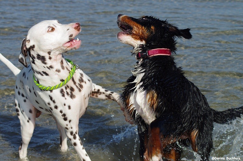 Somora`s Juniper Dream & Sally  Eckernförder Strand Ostsee Oktober 2015