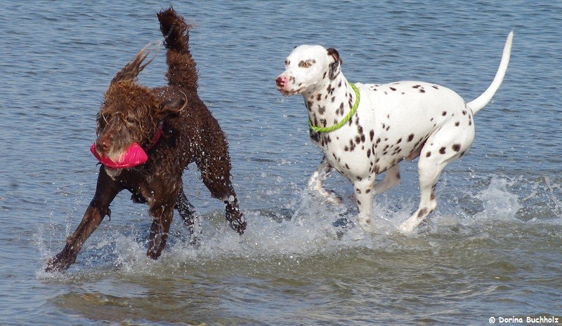 Fiete & Somora`s Juniper Dream Eckernförder Strand  Ostsee Oktober 2015