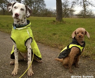 Jun und Toffee im Partnerlook. März 2015