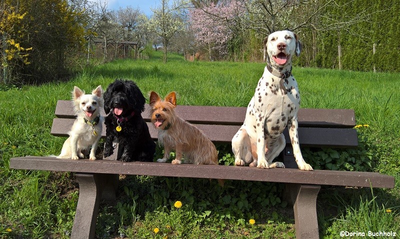 Gassitreffen mit meinen Freunden Nanuk, Dascha, Luzi und Somora´s Juniper Dream...11 April 2016