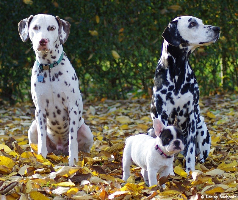 Somora´s Juniper Dream mit Alana vom Ottenbacher Tal ( 11 Jahre) & Ihrer Lebensgefährtin French Bully Connection´s Eivy (Französische Bulldogge 14 Wochen)...November 2015