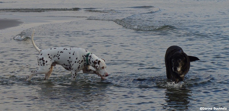 Somora´s Juniper Dream und Kumpel Lutze beim Morgenbad Schönberger Strand Ostsee 2015