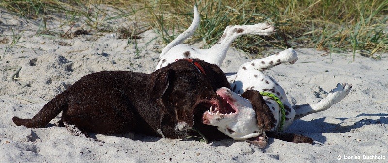 Bodo & Somora`s Juniper Dream Wendtorfer Strand Ostsee September 2015