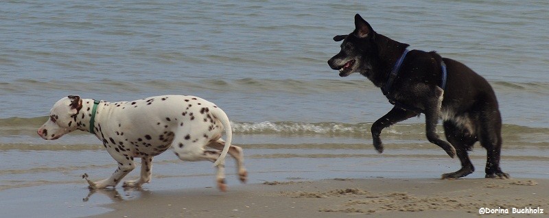 Somora´s Juniper Dream & Lutze Action am Schönberger Strand Ostsee 2015