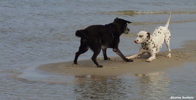 Lutze & Somora´s Juniper Dream komm spiel mit mir...Schönberger Strand Ostsee 2015