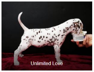 Frau Braun Somora´s Unlimited Love...6 Wochen alt