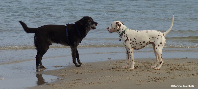 Lutze & Somora´s Juniper Dream Dialog unter Männern ;o) Schönberger Strand Ostsee 2015