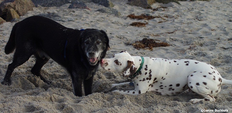 Lutze & Somora´s Juniper Dream Buddelkönig Lutze...Schönberger Strand Ostsee 2015